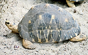 Radiated tortoise 5
