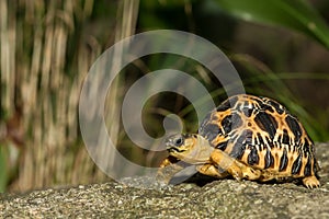 Radiated Tortoise