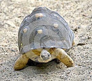 Radiated tortoise 6