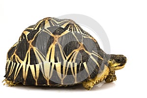 Radiated Tortoise