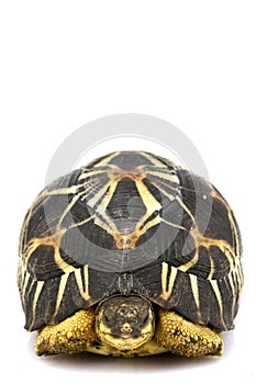 Radiated Tortoise