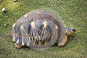 Radiated Tortoise