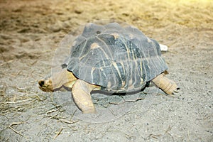 Radiated tortoise (Astrochelys radiata)