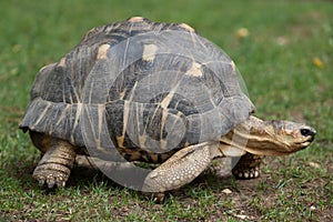 Radiated tortoise Astrochelys radiata.