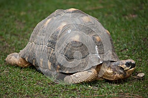 Radiated tortoise Astrochelys radiata.