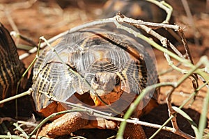 Radiated tortoise - Astrochelys radiata - critically endangered turtle species, endemic to Madagascar, walking on ground near