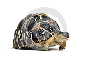 Radiated tortoise, Astrochelys radiata, isolated on white