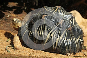 Radiated tortoise (Astrochelys radiata). photo