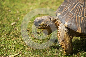 Radiated Tortoise Close Up Portrait 5