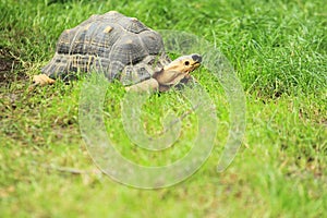 Radiated tortoise