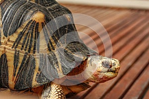 Radiated Tortoise Head Astrochelys Radiata