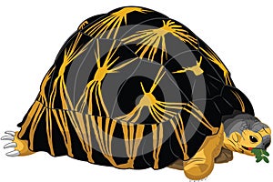 Radiated tortoise