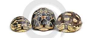 Radiated tortoise