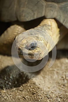 Radiated Tortoise