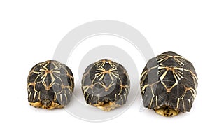 Radiated Tortoises