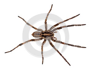 Radiated wolf spider isolated on white background, Hogna radiata