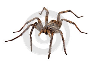 Radiated wolf spider isolated on white background, Hogna radiata