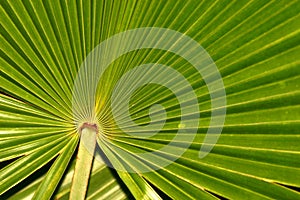 Radiating leaf photo