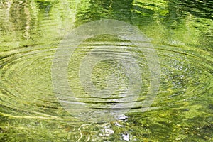 Radiating Ripples on a Green Pond photo