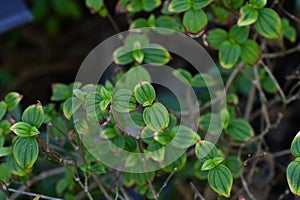 Radiator plant Peperomia   1