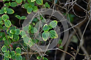 Radiator plant Peperomia   2