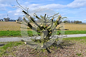 Radical tree pruning in spring