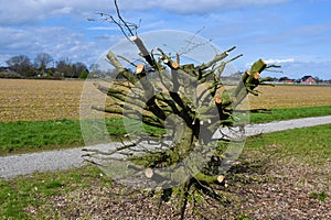 Radical tree pruning in spring photo