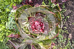 Radicchio