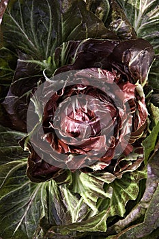 Radicchio