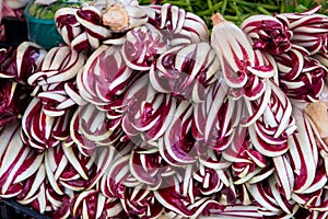 Radicchio, chicory from Treviso