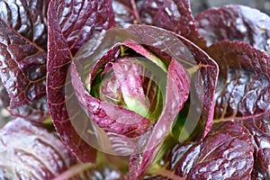 Radicchio in the Edible Garden