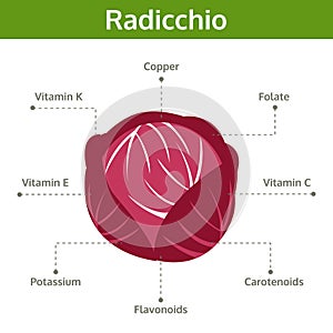 Radicchio nutrient of facts and health benefits, info graphic