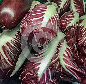 The radicchio plant, the scientific name Chicorium Intybus, belongs to the Composite family, a group of chicory. To the group of r