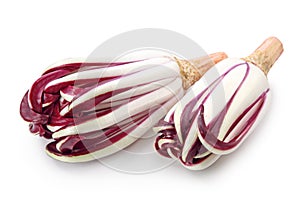 The Radicchio Rosso di Treviso