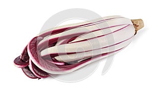 Radicchio Rosso di Treviso