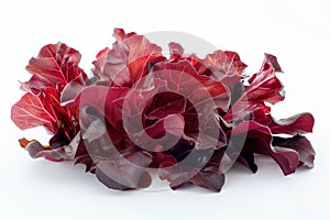 Radicchio rosso or red leaf lettuce isolated on white background. Fresh green salad leaves from garden