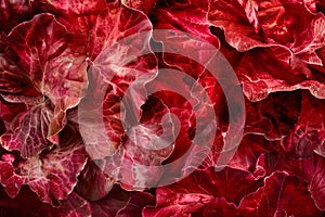 Radicchio rosso or red leaf lettuce isolated on white background. Fresh green salad leaves from garden