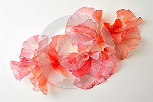 Radicchio rosso or red leaf lettuce isolated on white background. Fresh green salad leaves from garden