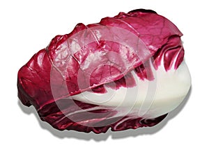 Radicchio of Treviso on white background