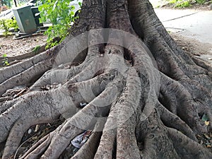 Radicle/ tree stems / rootage
