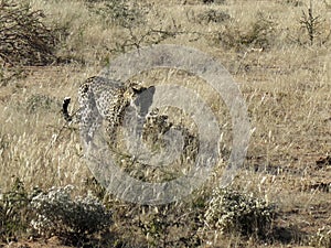 Radio-collared African leopard comes prowling through dry grass in early morning light at Okonjima Nature Reserve, Namibia