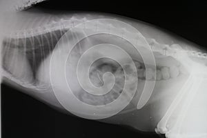 Radiogram of abdominal cavity and thoracic cavity cat photo