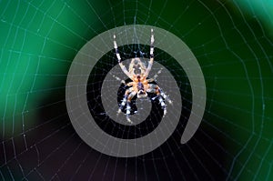 Radiographic of a spider photo