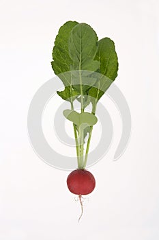 Radish.