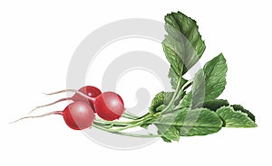 Radish