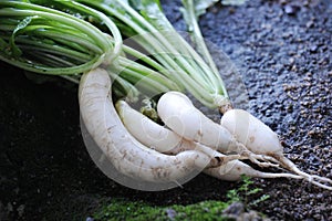 Radish