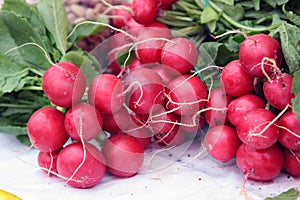 Radish