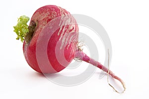 Radish