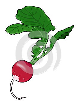 Radish