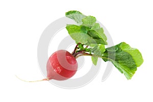 Radish